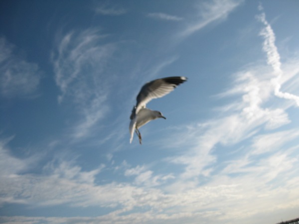 Long Island 128.jpg