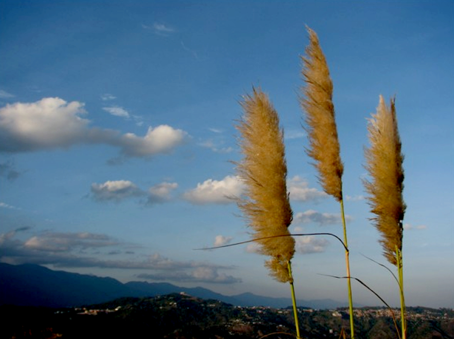 PICer2009527717.jpg