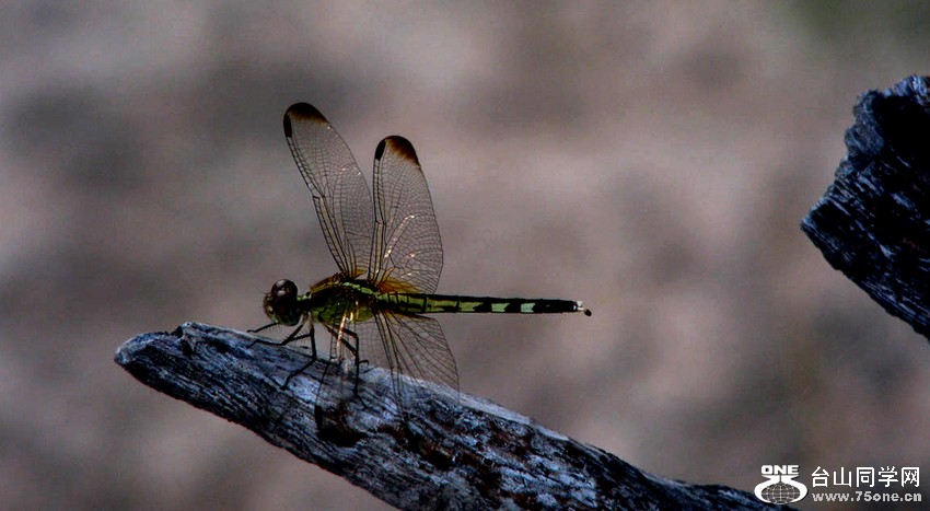 2010(amazona) 175.jpg