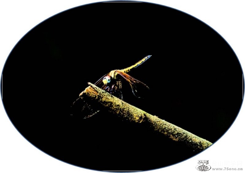 Picture1 [800x600].jpg