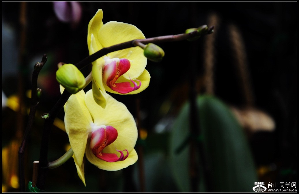 DSC_3003.jpg