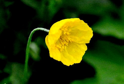 500_2011010113184166878_conew1.jpg