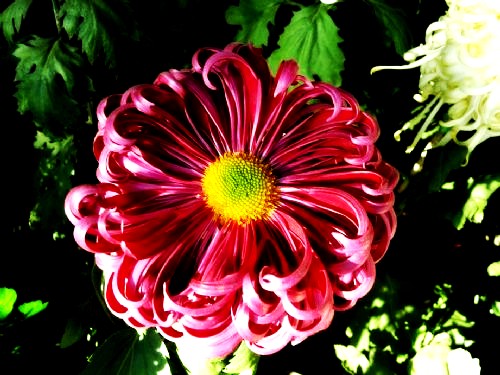 500_2010121005383998288_conew1.jpg