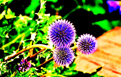 500_20110101131841655_conew1.jpg