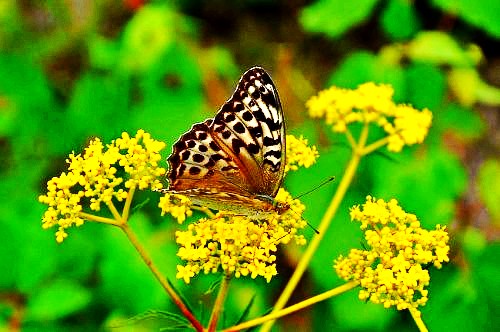 500_2011010113204045785_conew1.jpg