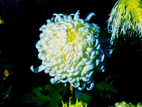 500_2010121005383951968_conew1.jpg