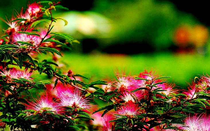 20090626_915ace81201774d3a84ezxzlvIQqJPT7_conew1.jpg