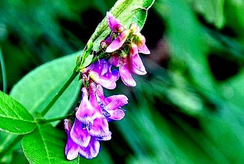 500_2011010113184196741_conew1.jpg
