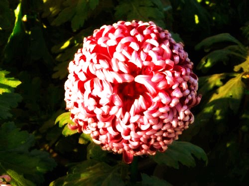 500_2010121005421298076_conew1.jpg