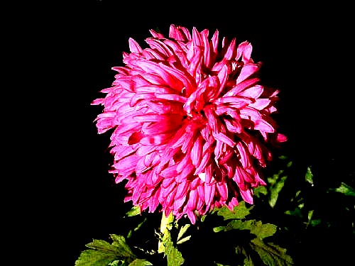 500_2010121005383976262_conew1.jpg