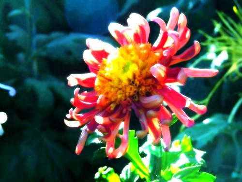 500_20101210054212978_conew1.jpg