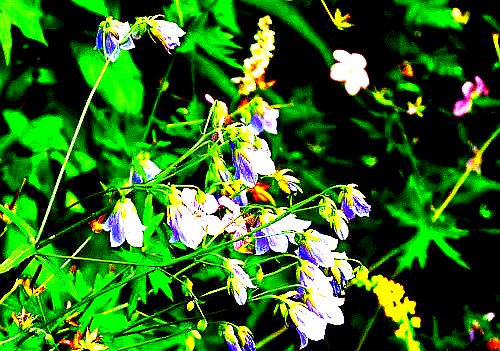500_2011010113204055530_conew1.jpg