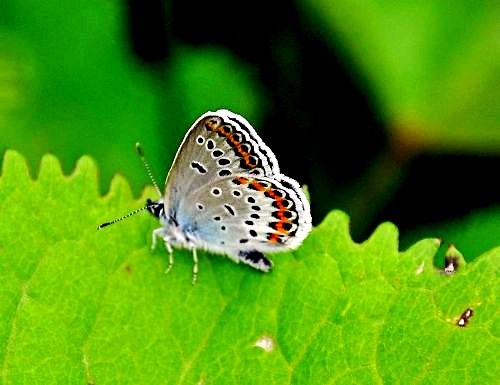 500_2011010113204028341_conew1.jpg
