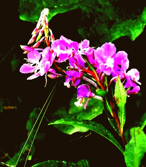 500_2011010113184167542_conew1.jpg