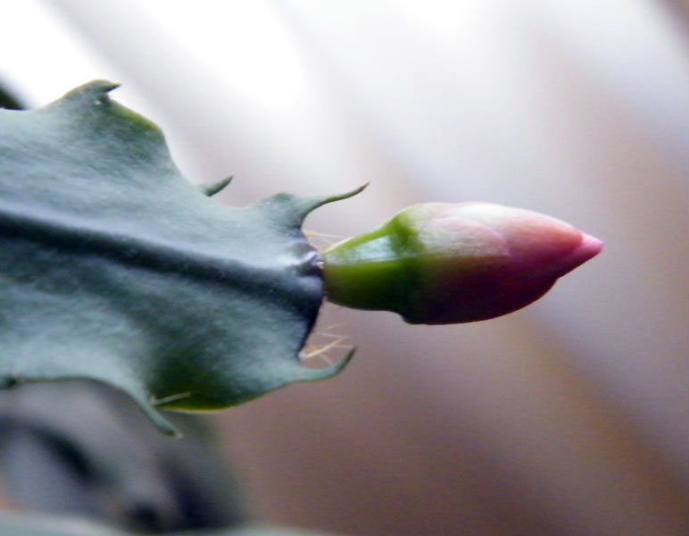 DSCF5971.JPG