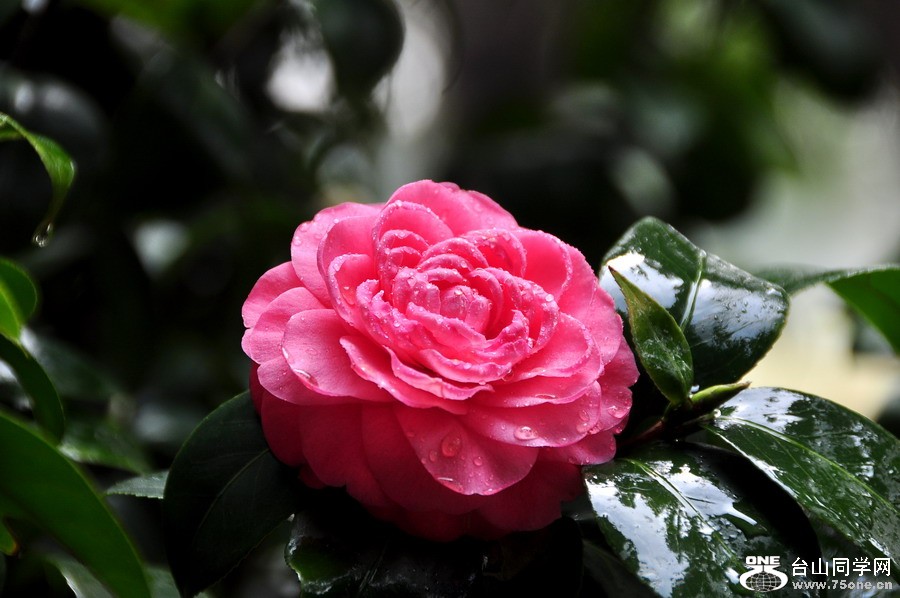 DSC_0179.jpg
