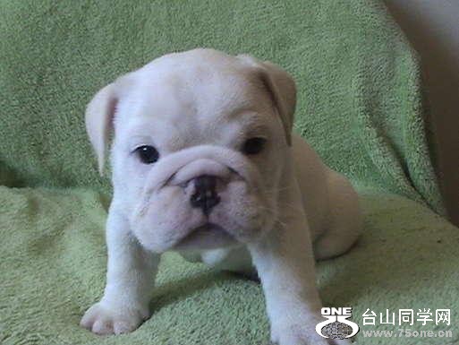 70605946_1-2-Adorable-NKC-Registered-Bulldog-Puppies-Altoona.jpg
