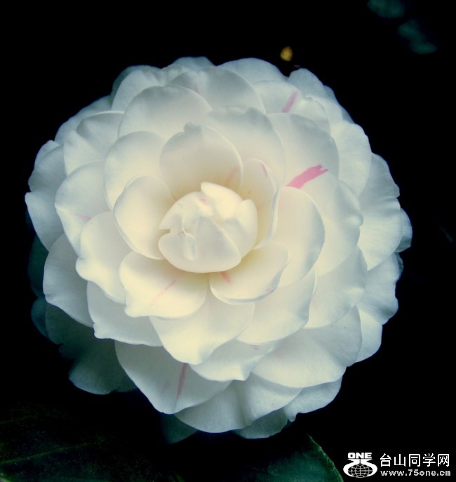 1555_b24c1296531555747a9deba23b78f_conew1.jpg