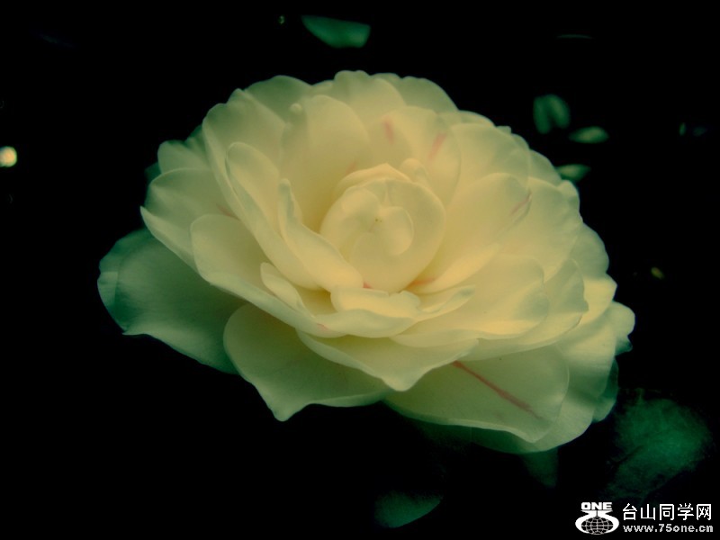 1555_a80d129653158355099a42e8252ba1_conew1.jpg