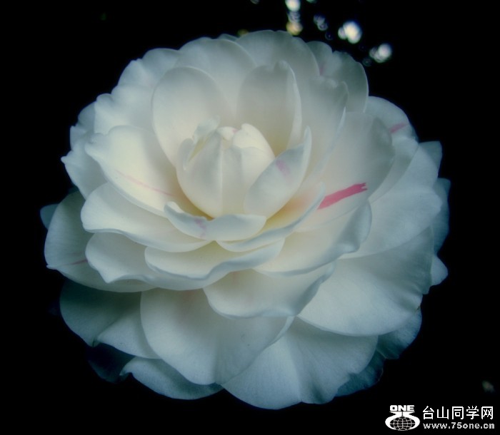 1555_6a6712965316231560ae03d25e41f2_conew1.jpg