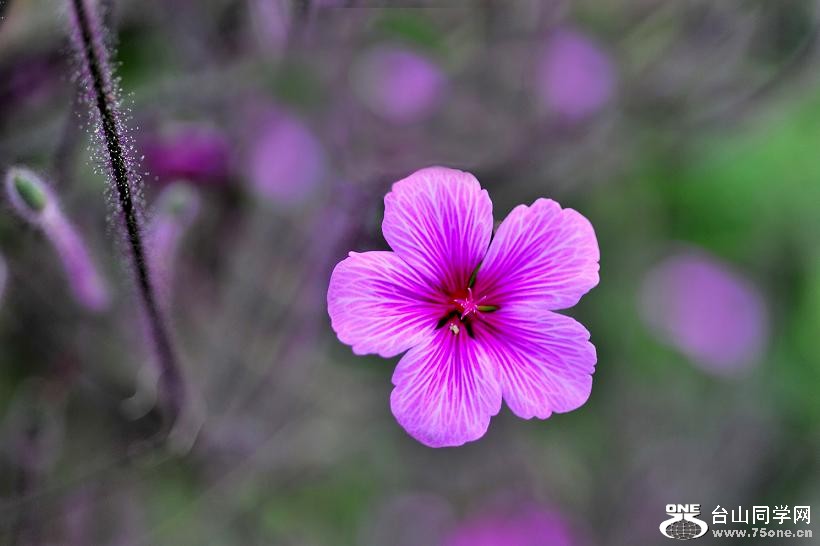 DSC_6629.jpg