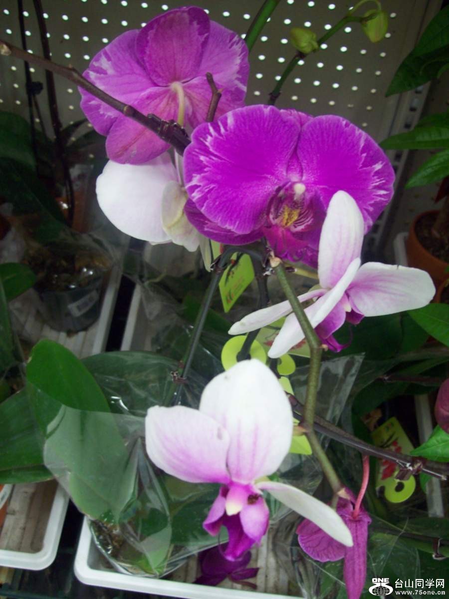 2010 1474.jpg