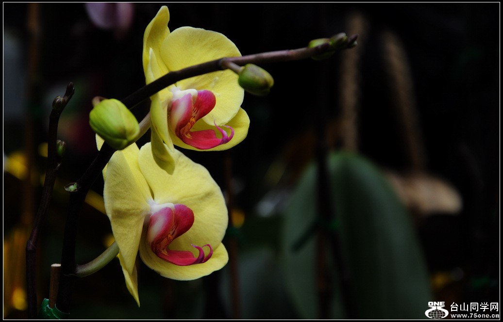 DSC_3003.jpg