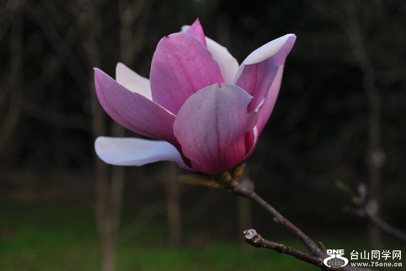 Ƭ 067.jpg
