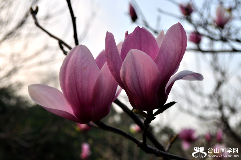Ƭ 071.jpg