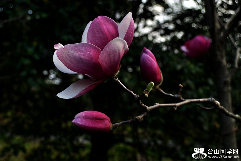 Ƭ 060.jpg