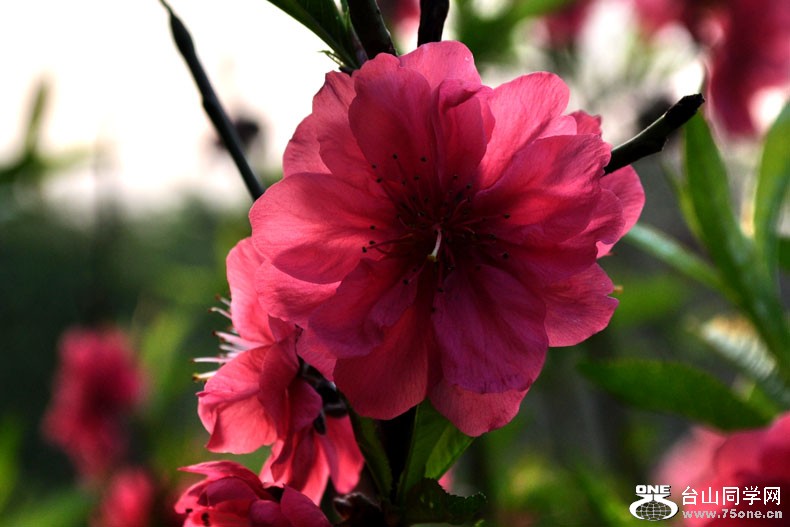Ƭ 083.jpg