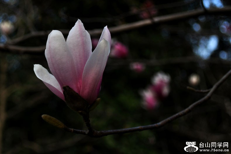 Ƭ 061.jpg