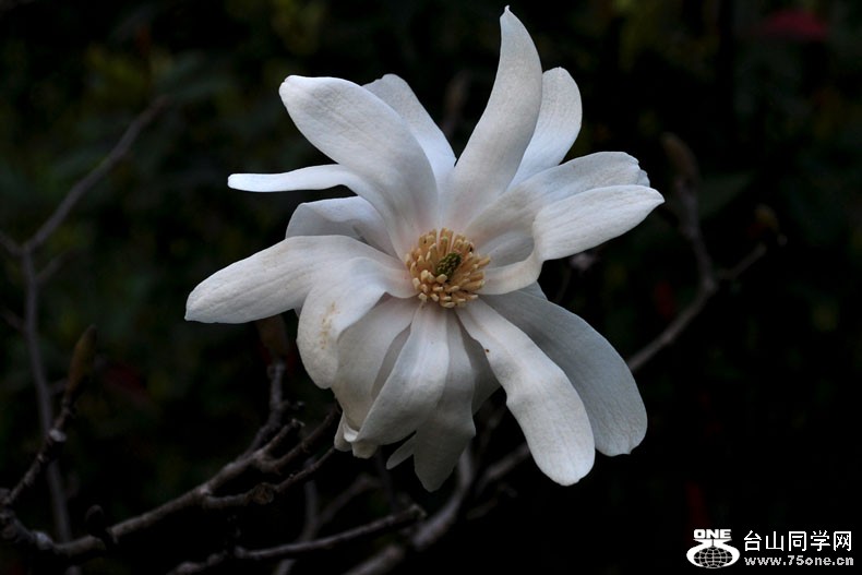 Ƭ 085.jpg