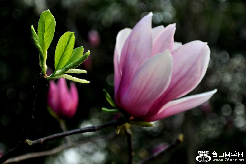 Ƭ 068.jpg