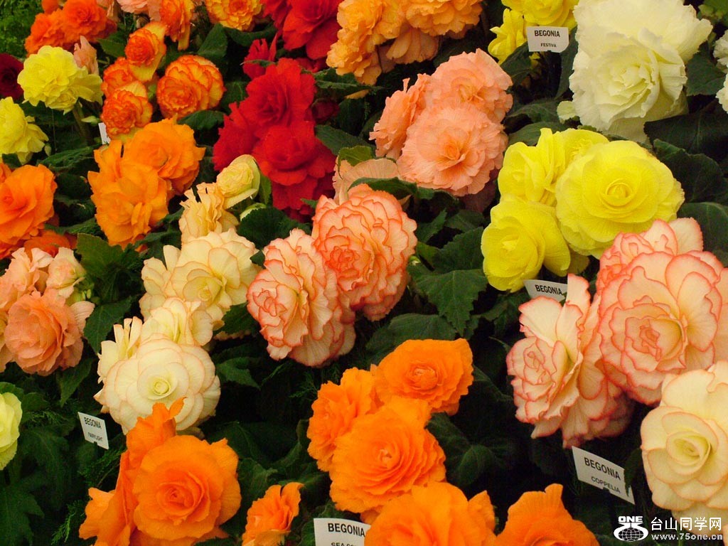 begonia-flowers[1].jpg