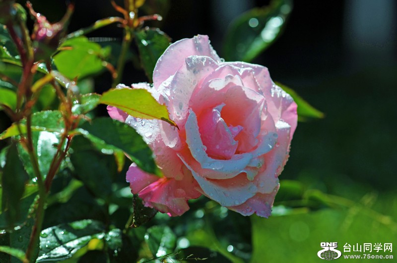 DSC_6391.JPG
