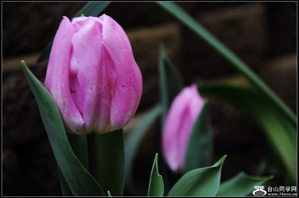 DSC_4282.jpg