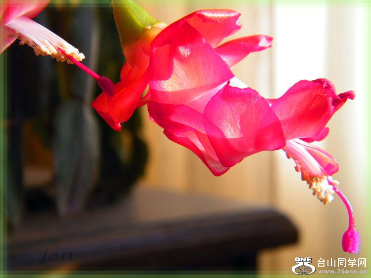 DSCF7352=0.jpg