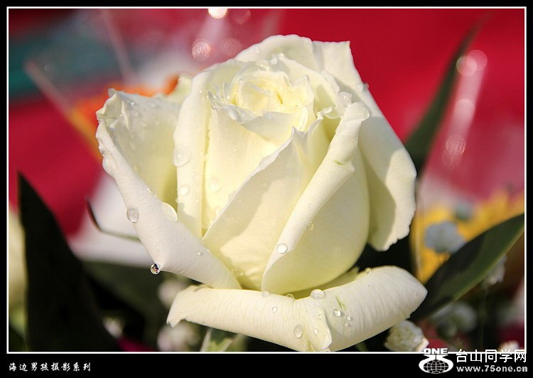 IMG_3010_conew1.jpg