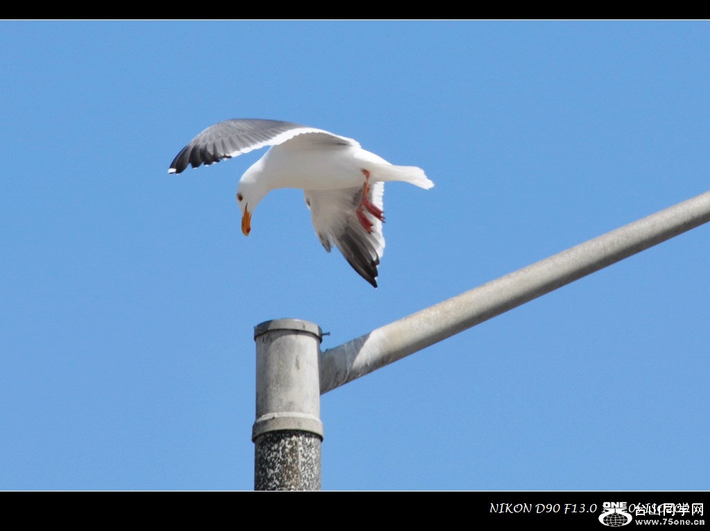 DSC_5964.jpg
