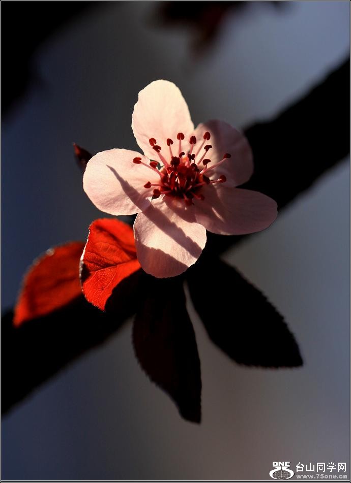 �}�u (3) -IMG_4306aa.jpg