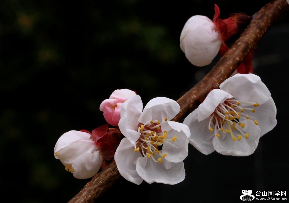 �}�u -IMG_4119aa.jpg