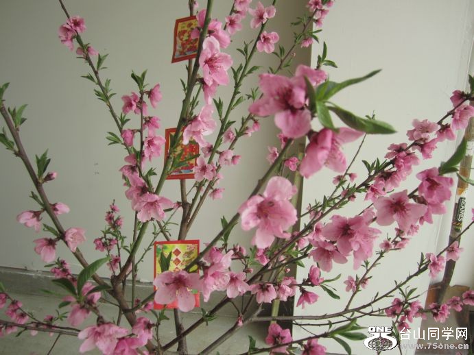 samwu&nbsp;&nbsp;&nbsp;&nbsp;newhome 107.jpg