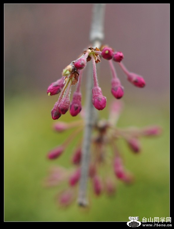 ���ֻ����� 477--3.jpg