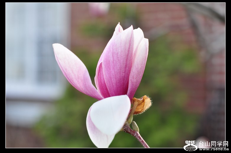 ���ֻ����� 486--1.jpg