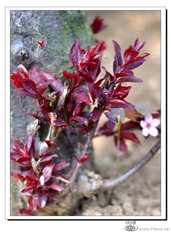 2011.04.16 150--1.jpg