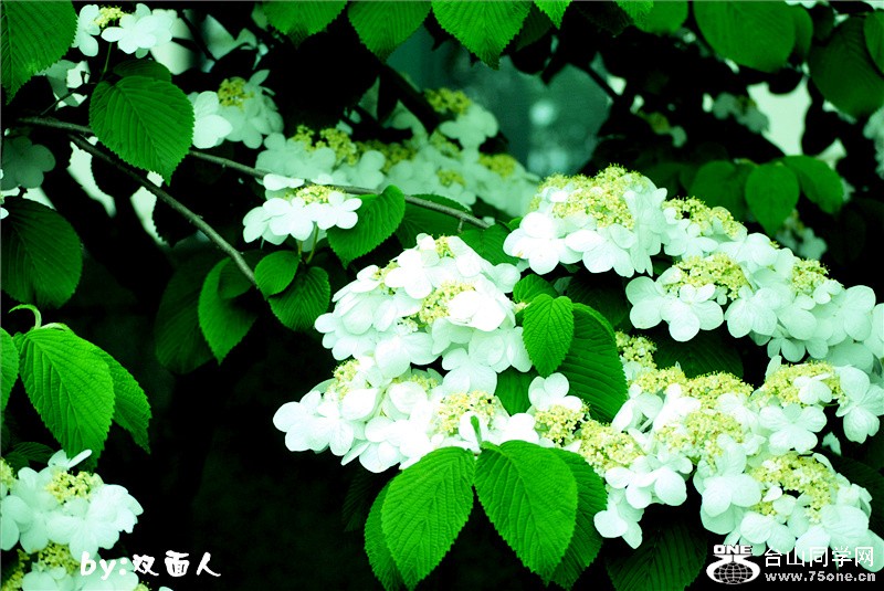 Picture 1722_.jpg