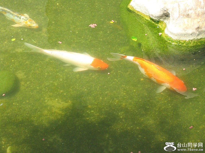 IMG_0981_.jpg