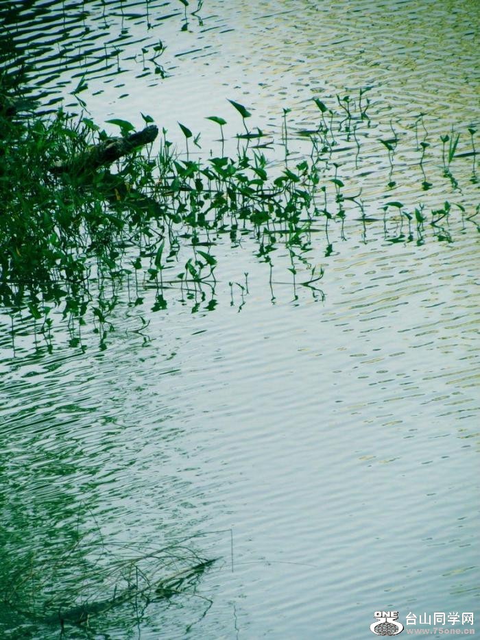 Spring lake.jpg