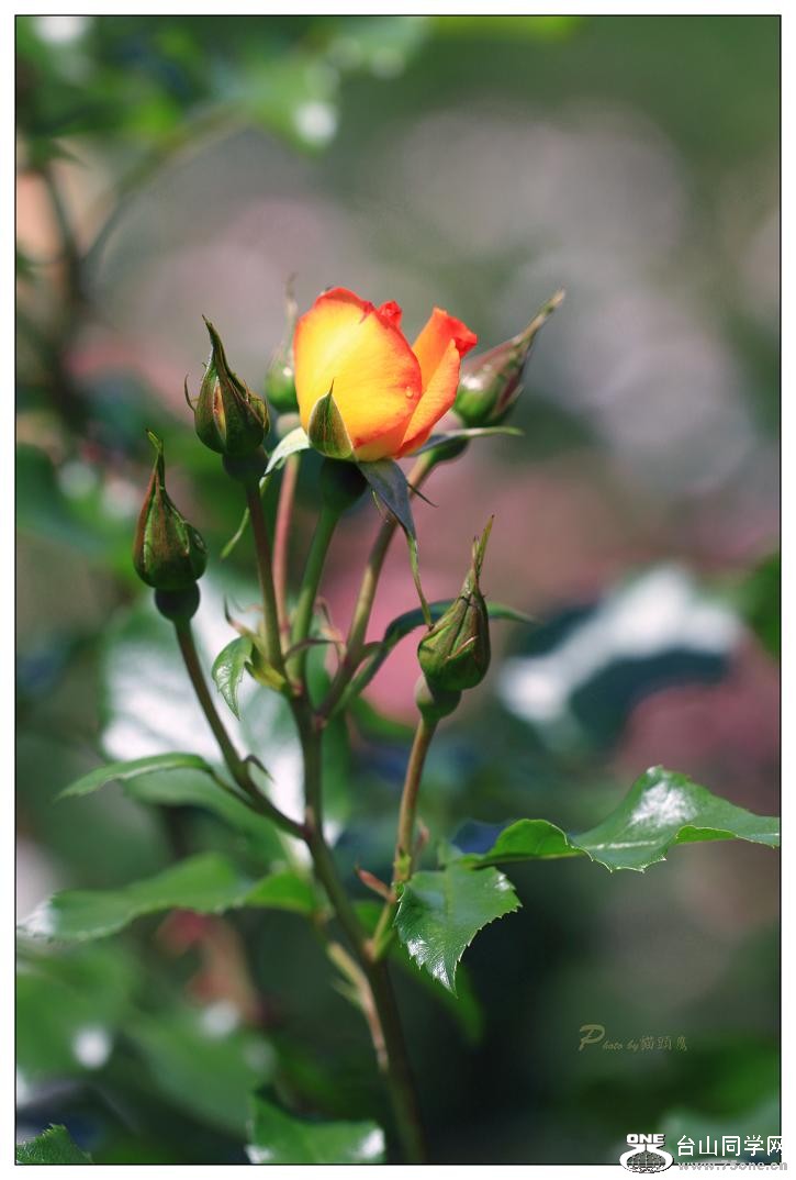 �}�u -IMG_9275cc8.jpg